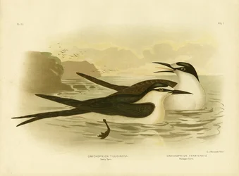 Sooty Tern